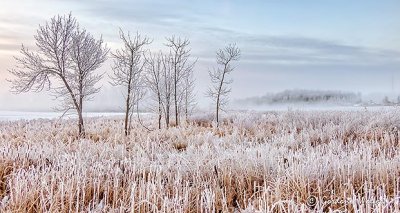 Frosty Landscape P1030539-44