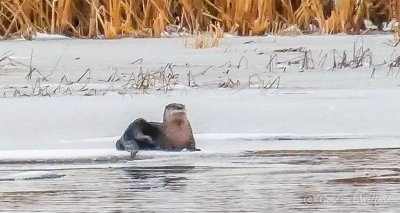 Otter On Ice P1030781