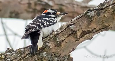 Woodpecker On A Limb P1040176