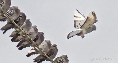 Pigeon Landing P1040401
