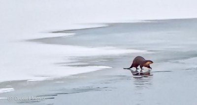 Otter On Ice P1370510