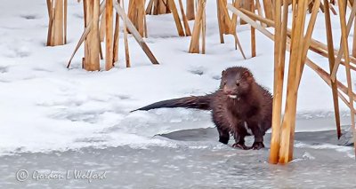 Wet Mink On Ice P1050228.9