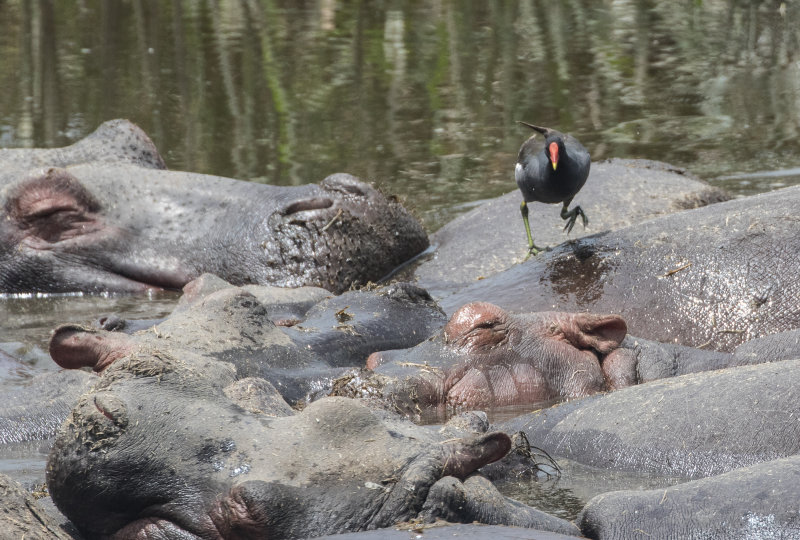 Moorhen on hippo highway 0590