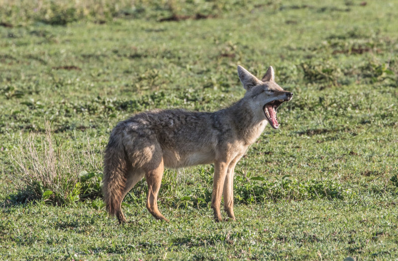 Golden jackal 9925