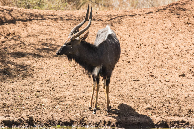 Nyala 0855.jpg