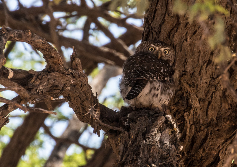 Pearl spotted owlet1937.jpg