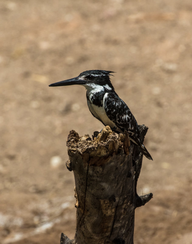 Pied Kingfisher 1034.jpg
