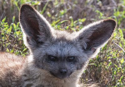 Bat eared fox 0850
