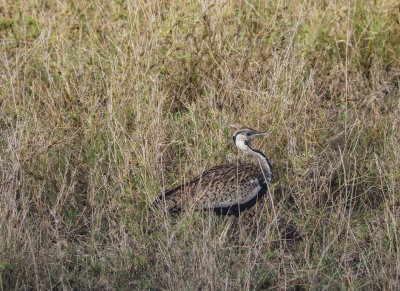 Blackbellied bustard 1262