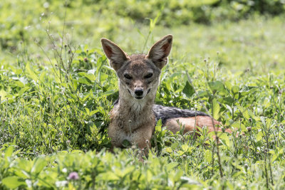 Black backed jackal 0514