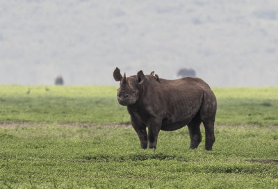 Black rhino 0530
