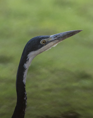 Black necked heron 0718