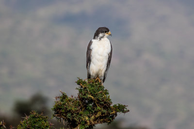 Augur Buzzard 0753