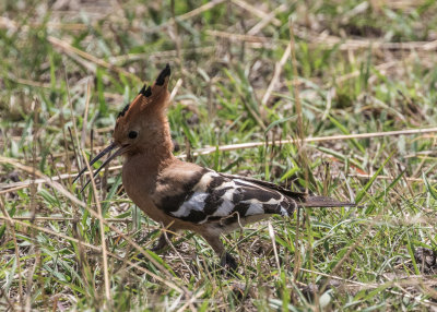 African Hoopoe A4051
