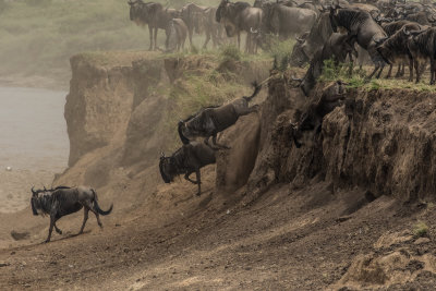 Wildebeest A3039