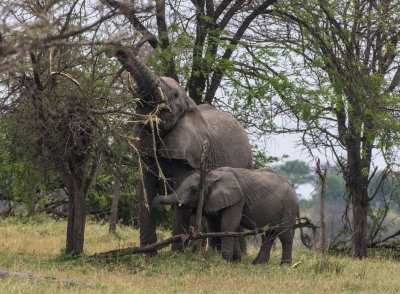 Elephant A3076