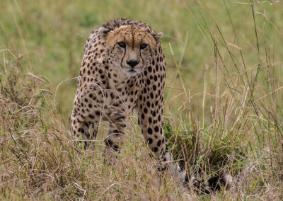 Cheetah A3132
