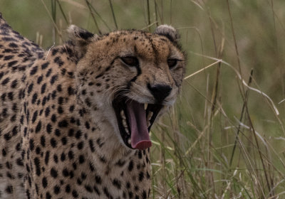 Cheetah A3136