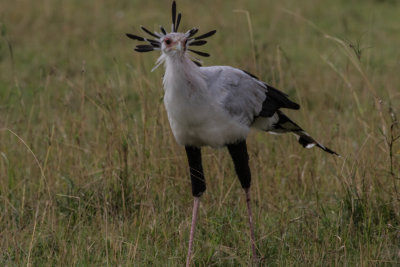 Secretary Bird A3206