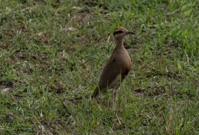 Temmincks Courser A3210