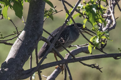 Striated Heron A3286