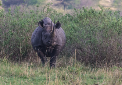 Black Rhino A3452