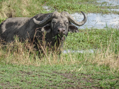 Serengeti 2018
