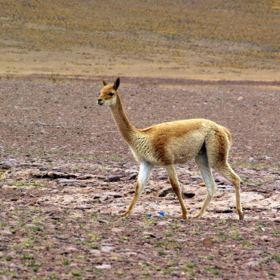 IMGP8942.JPG