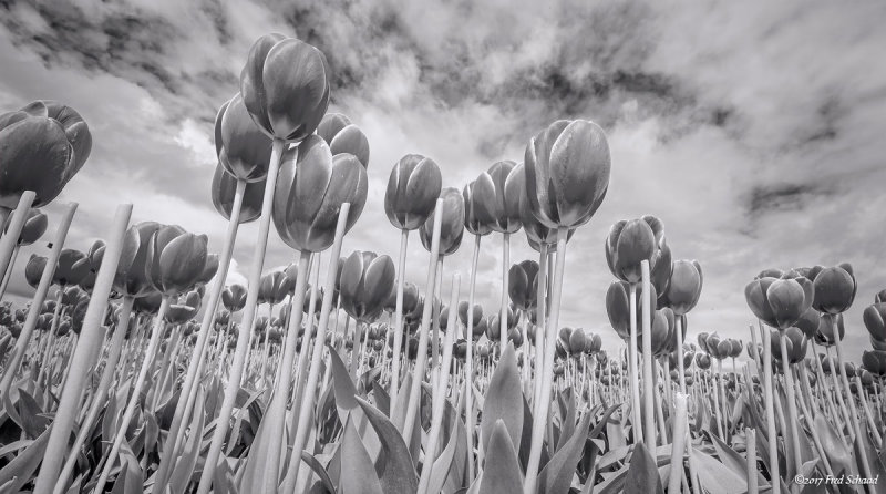 Tulips in BW