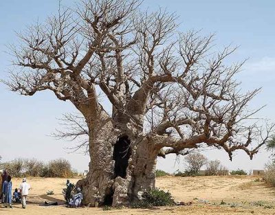 baobab sacré, holy b., Sénégal