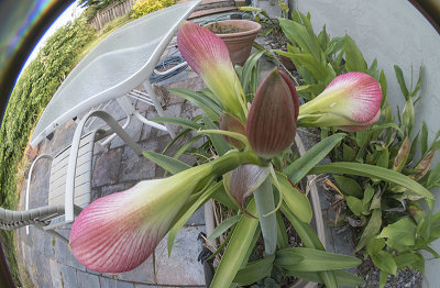 Five Future Amaryllis blooms