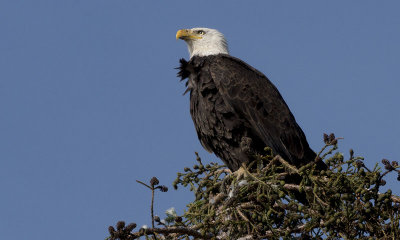 Local Bald Eagle
