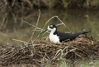 A nesting Black-necked Stilt