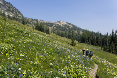 Wildflowery Buckskin Ridge Trail