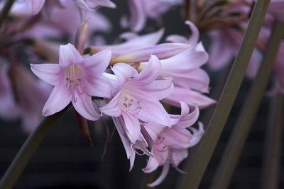 Amaryllis Belladonna