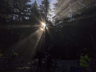 Sunrays through the Redwoods