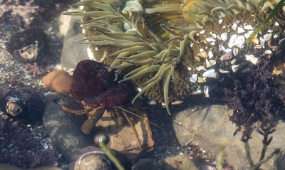 Hermit Crab and Sea Anemone
