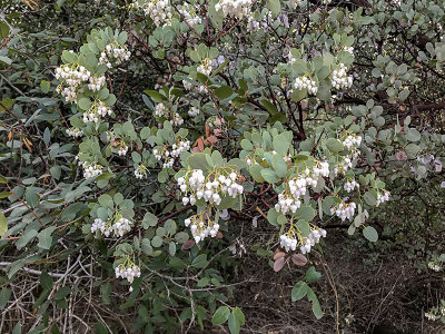 Blooming Manzanita