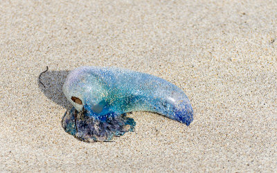 The still dangerous Portuguese man-o-war