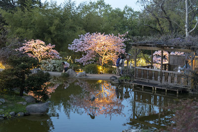 Hanami at Hakone - Cherry Blossom Night Viewing