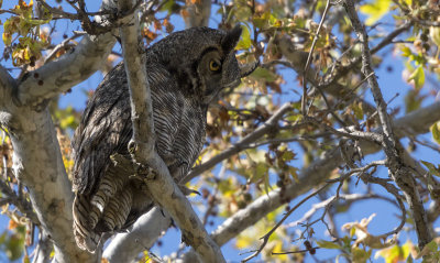A Great Horned Owl
