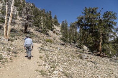 Liitle hike through the Ancient Bristlecone Pine Forest