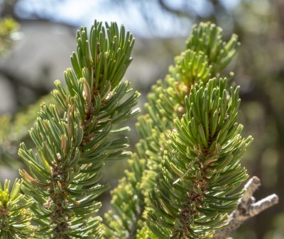 Bristlecone Pine Needles