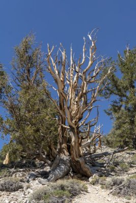 Still living Ancient Bristlecone Pine