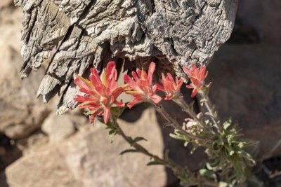 Indian Paintbrush
