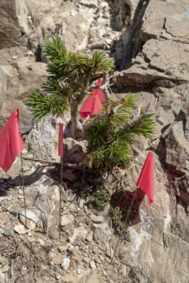 Youngster Bristlecone Pine