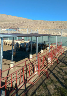 Reseach high altitude Sheep pen