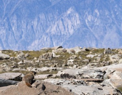 Marmot view