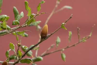 Acorn