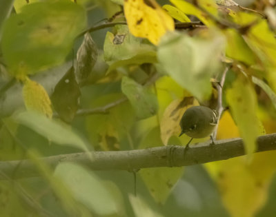 Ruby crowned Kinglet